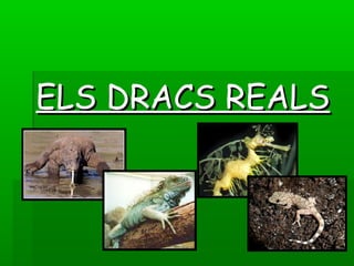 ELS DRACS REALSELS DRACS REALS
 