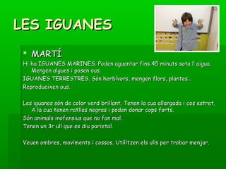 LES IGUANESLES IGUANES
 MARTÍMARTÍ
Hi ha IGUANES MARINES. Poden aguantar fins 45 minuts sota l’ aigua.Hi ha IGUANES MARINES. Poden aguantar fins 45 minuts sota l’ aigua.
Mengen algues i posen ous.Mengen algues i posen ous.
IGUANES TERRESTRES. Són herbívors, mengen flors, plantes…IGUANES TERRESTRES. Són herbívors, mengen flors, plantes…
Reprodueixen ous.Reprodueixen ous.
Les iguanes són de color verd brillant. Tenen la cua allargada i cos estret.Les iguanes són de color verd brillant. Tenen la cua allargada i cos estret.
A la cua tenen ratlles negres i poden donar cops forts.A la cua tenen ratlles negres i poden donar cops forts.
Són animals inofensius que no fan mal.Són animals inofensius que no fan mal.
Tenen un 3r ull que es diu parietal.Tenen un 3r ull que es diu parietal.
Veuen ombres, moviments i cossos. Utilitzen els ulls per trobar menjar.Veuen ombres, moviments i cossos. Utilitzen els ulls per trobar menjar.
 