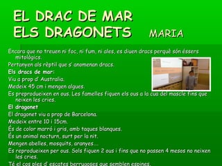 EL DRAC DE MAREL DRAC DE MAR
ELS DRAGONETSELS DRAGONETS MARIAMARIA
Encara que no treuen ni foc, ni fum, ni ales, es diuen dracs perquè són éssersEncara que no treuen ni foc, ni fum, ni ales, es diuen dracs perquè són éssers
mitològics.mitològics.
Pertanyen als rèptil que s’ anomenan dracs.Pertanyen als rèptil que s’ anomenan dracs.
Els dracs de mar:Els dracs de mar:
Viu a prop d’ Australia.Viu a prop d’ Australia.
Medeix 45 cm i mengen algues.Medeix 45 cm i mengen algues.
Es preprodueixen en ous. Les famelles fiquen els ous a la cua del mascle fins queEs preprodueixen en ous. Les famelles fiquen els ous a la cua del mascle fins que
neixen les cries.neixen les cries.
El dragonetEl dragonet
El dragonet viu a prop de Barcelona.El dragonet viu a prop de Barcelona.
Medeix entre 10 i 15cm.Medeix entre 10 i 15cm.
És de color marró i gris, amb taques blanques.És de color marró i gris, amb taques blanques.
És un animal nocturn, surt per la nit.És un animal nocturn, surt per la nit.
Mengen abelles, mosquits, aranyes….Mengen abelles, mosquits, aranyes….
Es reprodueixen per ous. Sols fiquen 2 ous i fins que no passen 4 mesos no neixenEs reprodueixen per ous. Sols fiquen 2 ous i fins que no passen 4 mesos no neixen
les cries.les cries.
Té el cos ples d’ escates berrugoses que semblen espines.
 