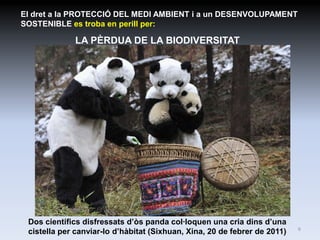 El dret a la PROTECCIÓ DEL MEDI AMBIENT i a un DESENVOLUPAMENT
SOSTENIBLE es troba en perill per:

             LA PÈRDUA DE LA BIODIVERSITAT




 Dos científics disfressats d’òs panda col·loquen una cria dins d’una
                                                                           6
 cistella per canviar-lo d’hàbitat (Sixhuan, Xina, 20 de febrer de 2011)
 