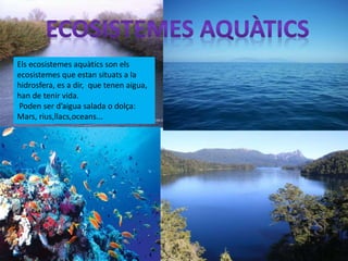 Els ecosistemes aquàtics son els
ecosistemes que estan situats a la
hidrosfera, es a dir, que tenen aigua,
han de tenir vida.
Poden ser d’aigua salada o dolça:
Mars, rius,llacs,oceans...
 