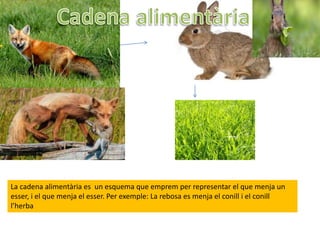 La cadena alimentària es un esquema que emprem per representar el que menja un
esser, i el que menja el esser. Per exemple: La rebosa es menja el conill i el conill
l’herba
 