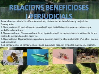 Entre els essers vius hi ha diferents relacions, hi dues son les beneficioses y perjudicials.
Son aquestes:
1.El mutualisme: El mutualisme és una relació que s’estableix entre sos essers vius en que
ambdós es beneficien.
2.El comensalisme: El comensalisme és un tipus de relació en què un ésser viu s’alimenta de les
restes de menjar d’un altre ésser viu.
3.El parasitisme: El parasitisme es produeix quan un ésser viu obté un benefici d’un altre, que en
surt perjudicat.
4.La competència: La competència es dóna quan dues espècies tenen les mateixes necessitats.
1. 2. 3. 4.
 