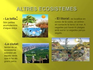 - La tolla:
Són petites
acumulacions
d’aigua dolça.
-La ciutat:
també és un
ecosistema
sobretot als
espais verds
que hi ha als
grans parcs.
- El litoral: es localitza en
zones de la costa, on entren
en contacte la terra i el mar. A
vegades pot haver-hi platges
amb sorra i a vegades penya-
segats.
 