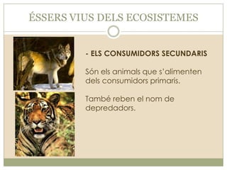 ÉSSERS VIUS DELS ECOSISTEMES
- ELS CONSUMIDORS SECUNDARIS
Són els animals que s’alimenten
dels consumidors primaris.
També reben el nom de
depredadors.

 