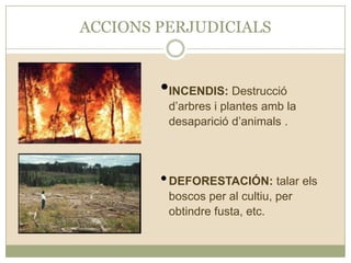 ACCIONS PERJUDICIALS

•INCENDIS: Destrucció

d’arbres i plantes amb la
desaparició d’animals .

• DEFORESTACIÓN: talar els
boscos per al cultiu, per
obtindre fusta, etc.

 