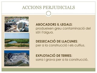 ACCIONS PERJUDICIALS

ABOCADORS IL·LEGALS:
produeixen greu contaminació del
sòl i l'aigua.
DESSECACIÓ DE LLACUNES:
per a la construcció i els cultius.
EXPLOTACIÓ DE TERRES:
sorra i grava per a la construcció.

 