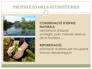 PROTECCIÓ DELS ECOSISTEMES

CONSERVACIÓ D'ESPAIS
NATURALS:
declaració d'espais
protegits, parc natural, reserva
de la biosfera ...
REFORESTACIÓ:
plantació d'arbres per recuperar
boscos desapareguts

 