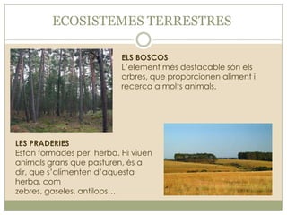 ECOSISTEMES TERRESTRES
ELS BOSCOS
L’element més destacable són els
arbres, que proporcionen aliment i
recerca a molts animals.

LES PRADERIES
Estan formades per herba. Hi viuen
animals grans que pasturen, és a
dir, que s’alimenten d’aquesta
herba, com
zebres, gaseles, antilops…

 