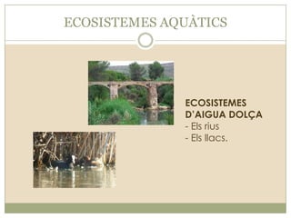 ECOSISTEMES AQUÀTICS

ECOSISTEMES
D’AIGUA DOLÇA
- Els rius
- Els llacs.

 