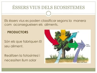 ÉSSERS VIUS DELS ECOSISTEMES
Els éssers vius es poden classificar segons la manera
com aconsegueixen els aliments.
- PRODUCTORS

Són els que fabriquen El
seu aliment.
Realitzen la fotosíntesi i
necessiten llum solar

 