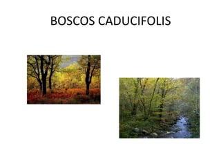 BOSCOS CADUCIFOLIS
 