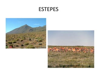 ESTEPES
 