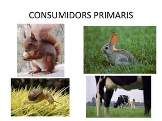CONSUMIDORS PRIMARIS
 