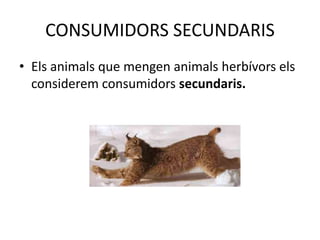 CONSUMIDORS SECUNDARIS
• Els animals que mengen animals herbívors els
considerem consumidors secundaris.
 