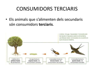 CONSUMIDORS TERCIARIS
• Els animals que s’alimenten dels secundaris
són consumidors terciaris.
 