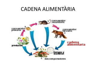 CADENA ALIMENTÀRIA
 