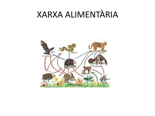 XARXA ALIMENTÀRIA
 