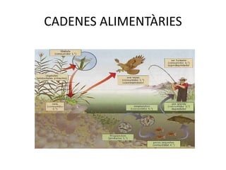 CADENES ALIMENTÀRIES
 