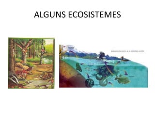 ALGUNS ECOSISTEMES
 
