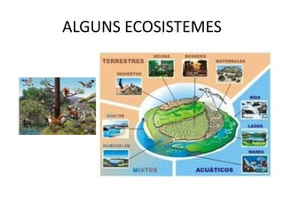 ALGUNS ECOSISTEMES
 