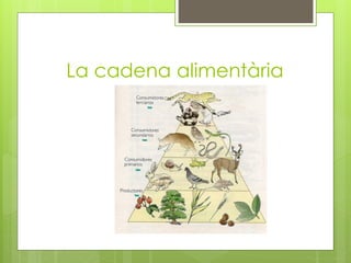 La cadena alimentària
 