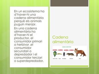 En un ecosistema ha
d’haver-hi una
cadena alimentària
perquè els animals
puguin menjar.
En una cadena
alimentària ha
d’haver-hi el
productor, el
consumidor primari
o herbívor ,el
consumidor
secundari o
depredador i el
consumidor terciari
o superdepredador.
Cadena
alimentària
 