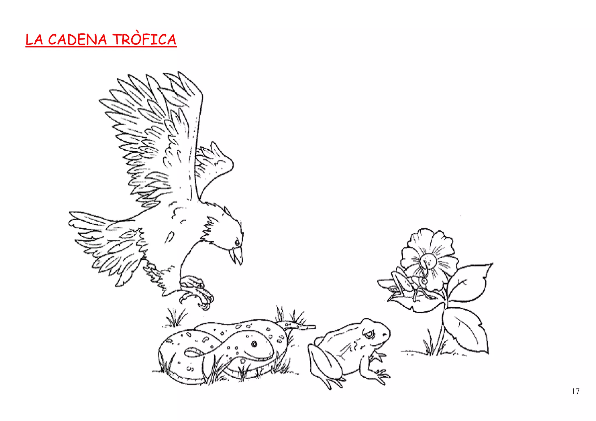 LA CADENA TRÒFICA




                    17
 