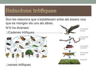 Son les relacions que s’estableixen entre els éssers vius
que es mengen els uns als altres.
N’hi ha diverses:
Cadenes tròfiques
xarxes tròfiques
 