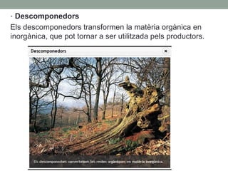 • Descomponedors
Els descomponedors transformen la matèria orgànica en
inorgànica, que pot tornar a ser utilitzada pels productors.
 