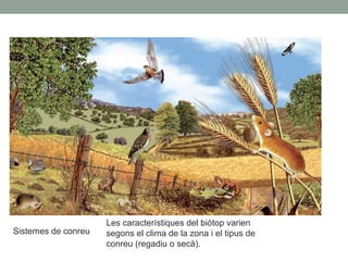 Sistemes de conreu
Les característiques del biòtop varien
segons el clima de la zona i el tipus de
conreu (regadiu o secà).
 