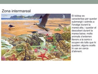 Zona intermareal
El biòtop es
caracteritza per quedar
submergit i sotmès a
l'onatge durant la
marea alta, i quedar al
descobert durant la
marea baixa; molts
animals s'enterren
llavors a la sorra o
ocupen els tolls que hi
queden; alguns ocells
hi van en cerca
d'aliment.
 