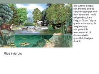Rius i rierols
Els cursos d'aigua
són biòtops que es
caracteritzen per tenir
llum abundant i molt
oxigen dissolt en
l'aigua. Quan l'aigua
queda estancada, és
freqüent que
n'augmenti la
temperatura i hi
disminueixi la
quantitat d'oxigen
dissolt
 