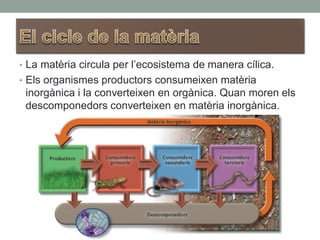 • La matèria circula per l’ecosistema de manera cílica.
• Els organismes productors consumeixen matèria
inorgànica i la converteixen en orgànica. Quan moren els
descomponedors converteixen en matèria inorgànica.
 