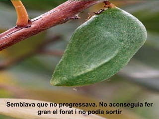 Semblava que no progressava. No aconseguia fer gran el forat i no podia sortir 