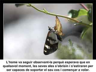 L’home va seguir observant-la perquè esperava que en qualsevol moment, les seves ales s’obrisin i s’estiraren per ser capaces de soportar el seu cos i començar a volar. 