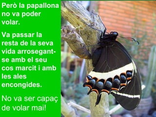 Però la papallona no va poder volar.  Va passar la resta de la seva vida arrosegant-se amb el seu cos marcit i amb les ales encongides. No va ser capaç de volar mai! 