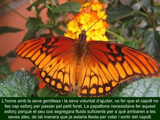 L’home amb la seva gentilesa i la seva voluntat d’ajudar, va fer que el capoll no fes cap esforç per passar pel petit forat. La papallona necessitava fer aquest esforç perquè el seu cos segregara fluids suficients per a què arribaren a les seves ales, de tal manera que ja estaria llesta per volar i sortir del capoll. 