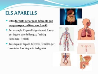 ELS APARELLS
 Estanformatsperòrgans diferentsque
cooperenperrealitzarunafunció.
 Per exemple:L’aparelldigestiuestàformat
peròrganscomla llengua,l’esòfag,
l’estómacil’intestí.
 Totsaquestsòrgansdiferentstreballenper
unaúnicafuncióqueésla digestió.
 