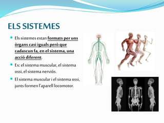 ELS SISTEMES
 Elssistemesestanformatsperuns
òrgans casi igualsperòque
cadascunfa,enelsistema,una
acció diferent.
 Ex:elsistemamuscular,elsistema
ossi,elsistemanerviós.
 Elsistemamuscularielsistemaossi,
juntsformenl’aparelllocomotor.
 