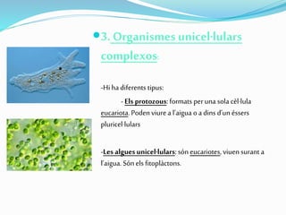 3. Organismes unicel·lulars
complexos:
-Hi ha diferents tipus:
- Els protozous:formats peruna sola cèl·lula
eucariota. Poden viure a l’aigua o a dins d’unéssers
pluricel·lulars
-Les algues unicel·lulars:són eucariotes, viuen surant a
l’aigua. Sónels fitoplàctons.
 