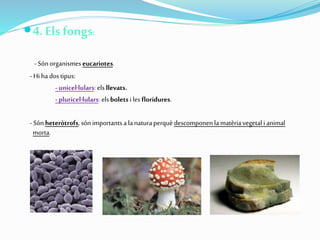 4. Els fongs:
- Sónorganismeseucariotes.
- Hi ha dostipus:
- unicel·lulars: els llevats.
- pluricel·lulars: elsbolets i les floridures.
- Sónheteròtrofs, són importantsa lanaturaperquèdescomponenla matèriavegetal i animal
morta.
 