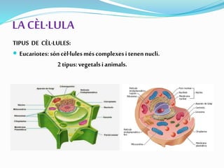 LA CÈL·LULA
TIPUS DE CÈL·LULES:
 Eucariotes: sóncèl·lulesméscomplexesitenennucli.
2tipus:vegetalsianimals.
 
