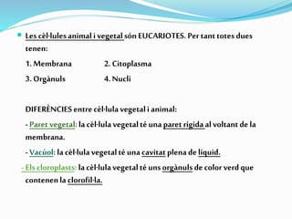  Lescèl·lulesanimalivegetalsónEUCARIOTES. Pertanttotesdues
tenen:
1.Membrana 2.Citoplasma
3.Orgànuls 4.Nucli
DIFERÈNCIES entrecèl·lulavegetalianimal:
-Paret vegetal:lacèl·lulavegetaltéunaparet rígidaalvoltantdela
membrana.
-Vacúol: lacèl·lulavegetaltéuna cavitatplenadelíquid.
-Elscloroplasts: lacèl·lulavegetaltéunsorgànulsdecolor verdque
contenenla clorofil·la.
 