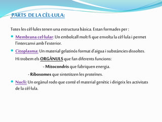 PARTS DELA CÈL·LULA:
Toteslescèl·lulestenenunaestructurabàsica.Estanformadesper:
 Membranacel·lular:Un embolcallmoltfiqueenvoltala cèl·lulaipermet
l’intercanviambl’exterior.
 Citoplasma:Un material gelatinósformat d’aiguaisubstànciesdissoltes.
HitrobemelsORGÀNULSquefandiferentsfuncions:
-Mitocondris quefabriquenenergia.
-Ribosomesquesintetitzenlesproteïnes.
 Nucli:Unorgànulrodoquecontéelmaterialgenèticidirigeixlesactivitats
dela cèl·lula.
 