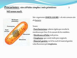 Procariotes: són cèl·lules simples i més primitives i
NO tenen nucli.
Són organismesUNICEL·LULARS i elsméscomuns són
elsbacteris.
Tenen:
- Paret bacteriana:coberta rígidaque envoltala
membranaperfora. És lacausant de lesmalalties.
- Membranacel·lular moltprima.
- Citoplasma:que conté moltspocs orgànuls.
- Material genètic: no hi ha nucli elmaterialgenètic
voltalliurementpel citoplasma.
 