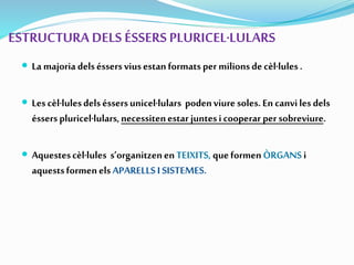 ESTRUCTURA DELS ÉSSERS PLURICEL·LULARS
 La majoria delséssersviusestanformatspermilionsdecèl·lules.
 Lescèl·lulesdelséssersunicel·lulars podenviuresoles.En canviles dels
ésserspluricel·lulars,necessitenestarjuntesicooperar persobreviure.
 Aquestescèl·lules s’organitzenenTEIXITS, queformenÒRGANSi
aquestsformenelsAPARELLSI SISTEMES.
 