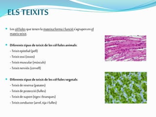 ELS TEIXITS
 Lescèl·lules quetenen lamateixaformai funciós’agrupenen el
mateixteixit.
 Diferents tipus deteixit deles cèl·lules animals:
- Teixitepitelial (pell)
- Teixitossi(ossos)
- Teixitmuscular(músculs)
- Teixitnerviós(cervell)
 Diferents tipus deteixit deles cèl·lules vegetals:
- Teixitdereserva (patates)
- Teixitdeprotecció(fulles)
- Teixitdesuport(tiges i branques)
- Teixitconductor(arrel, tijai fulles)
 