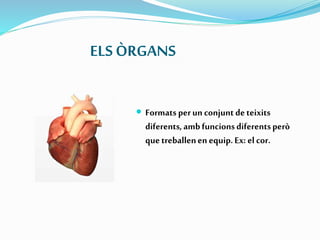 ELSÒRGANS
 Formats perunconjuntdeteixits
diferents,ambfuncionsdiferentsperò
quetreballenenequip.Ex: elcor.
 