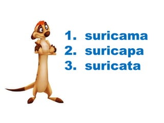 1. suricama
2. suricapa
3. suricata
 